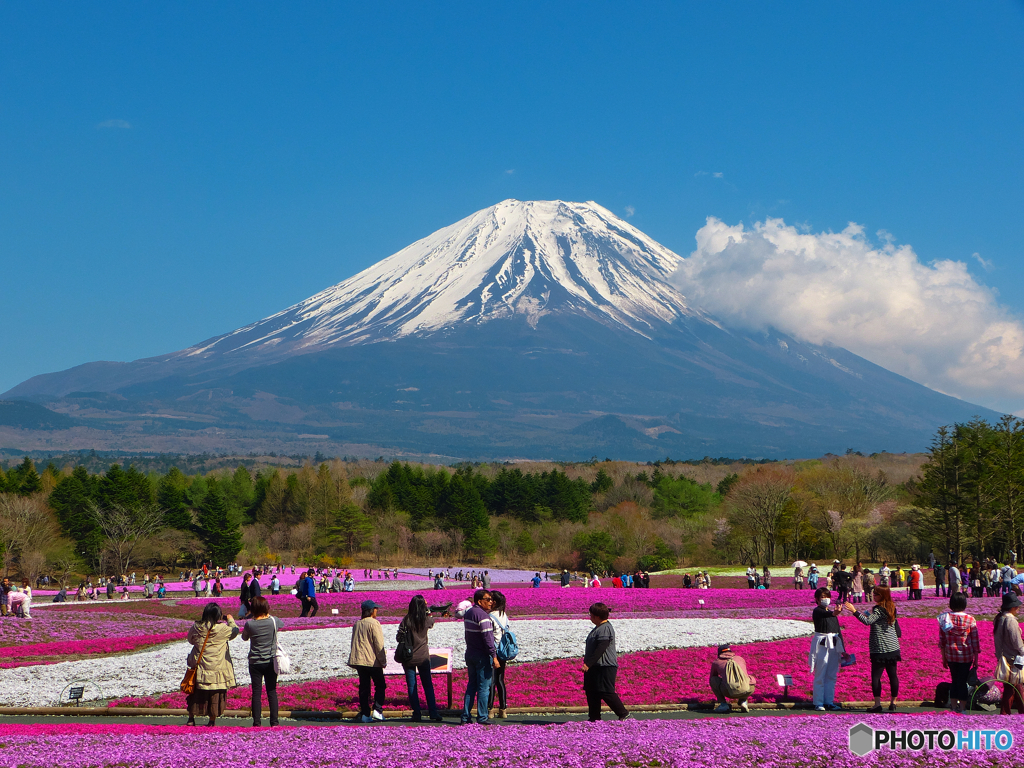 過去画像　富士芝桜まつり