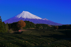 12.18の笹場富士山