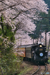 大井川鉄道の春