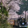 大井川鉄道の春
