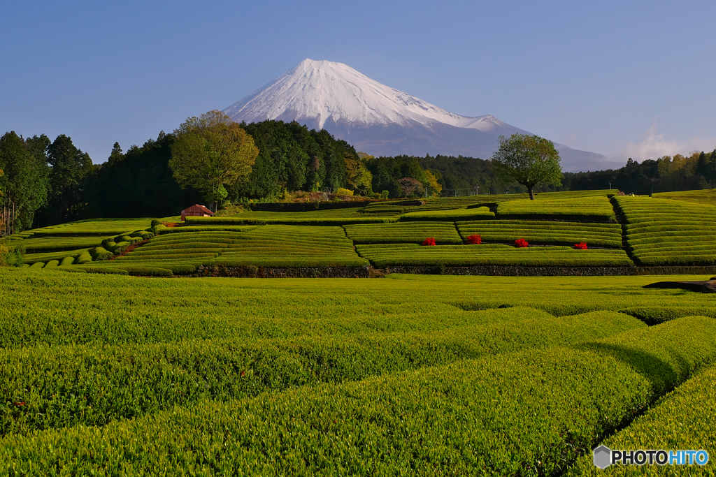 茶畑で富士山