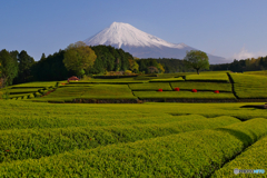 茶畑で富士山
