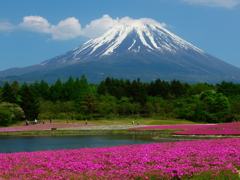 芝桜と富士山最終日