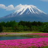 芝桜と富士山最終日