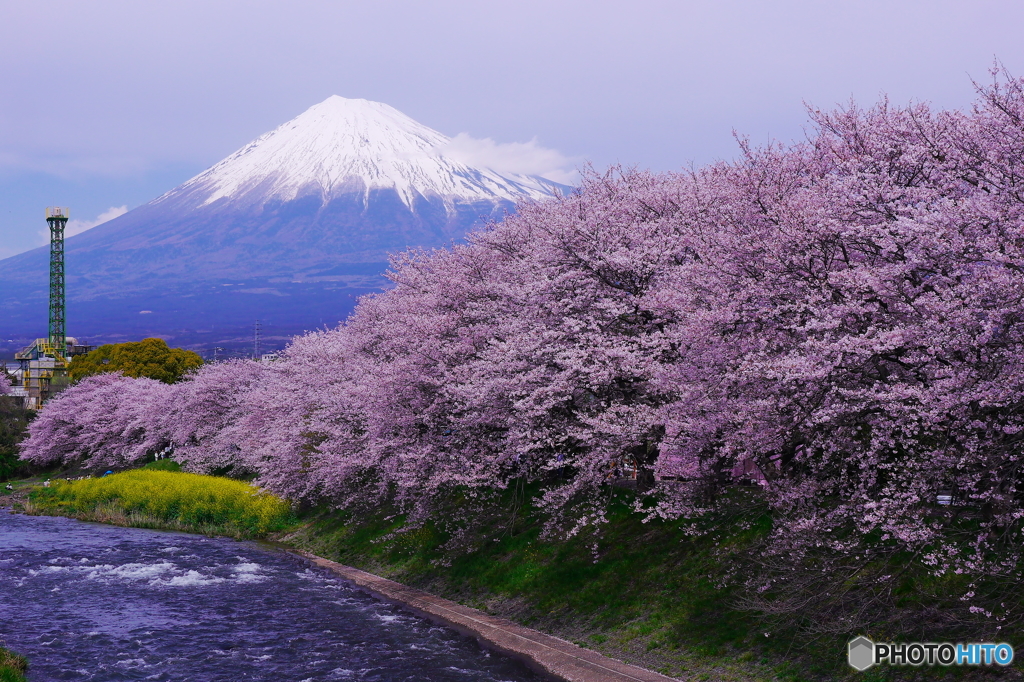 2016の桜