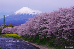 2016の桜