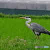 サギ