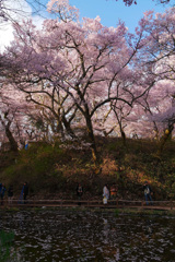 高遠城址　桜まつり