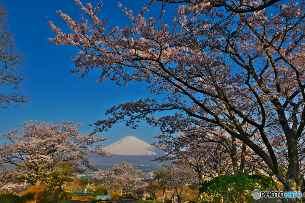 2022年の桜