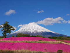 芝桜と富士山＠大石寺