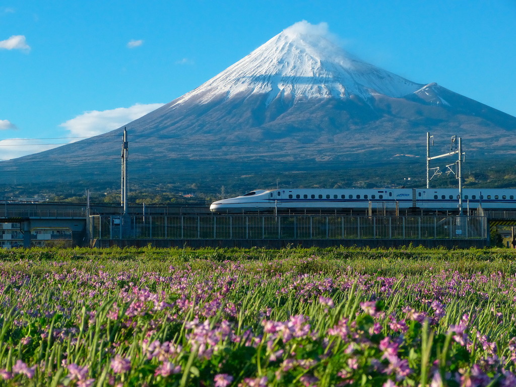 蓮華に富士山とN700系