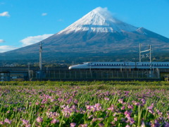 蓮華に富士山とN700系