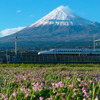 蓮華に富士山とN700系