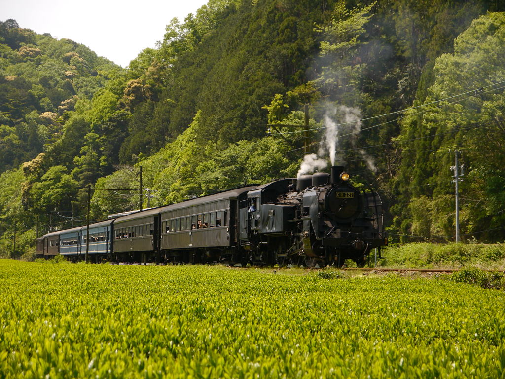 大井川鉄道　SLかわね路号