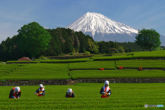 大渕お茶まつり　