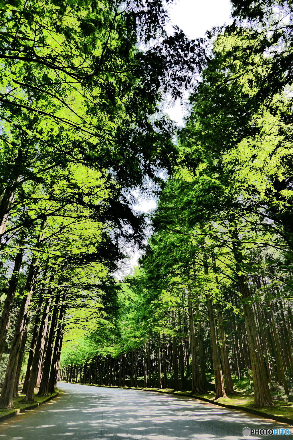 メタセコイヤの並木