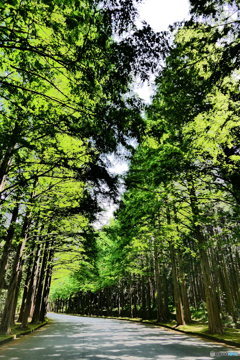 メタセコイヤの並木