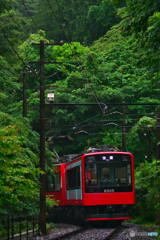 緑の中を走り抜ける・・箱根登山鉄道