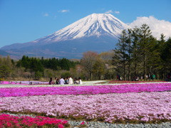 富士芝桜まつり