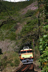 大井川鉄道　SLさくら