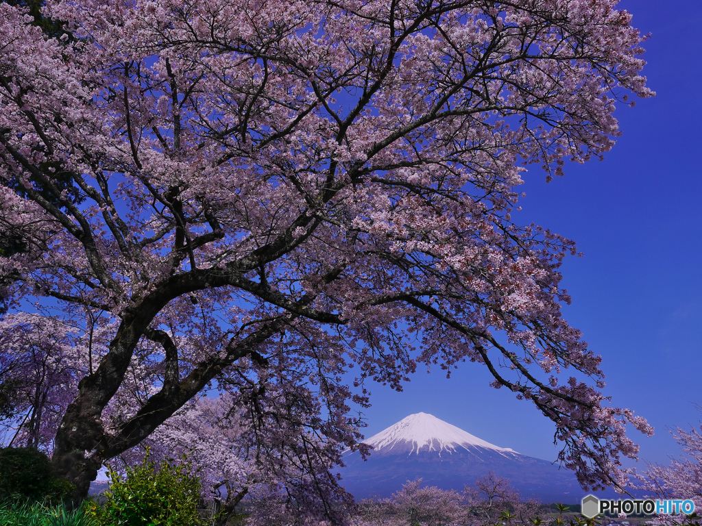 過去画像　桜と富士　