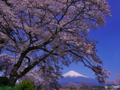過去画像　桜と富士　