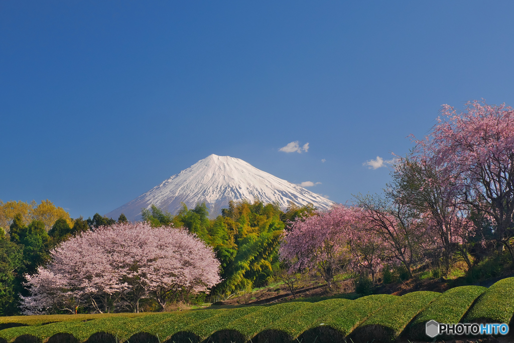 桜と富士