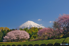 桜と富士