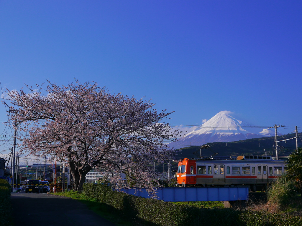 桜と富士と岳南電車