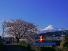 桜と富士と岳南電車