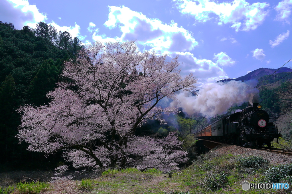 SLかわね路号　笹間川の彼岸桜