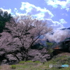 SLかわね路号　笹間川の彼岸桜
