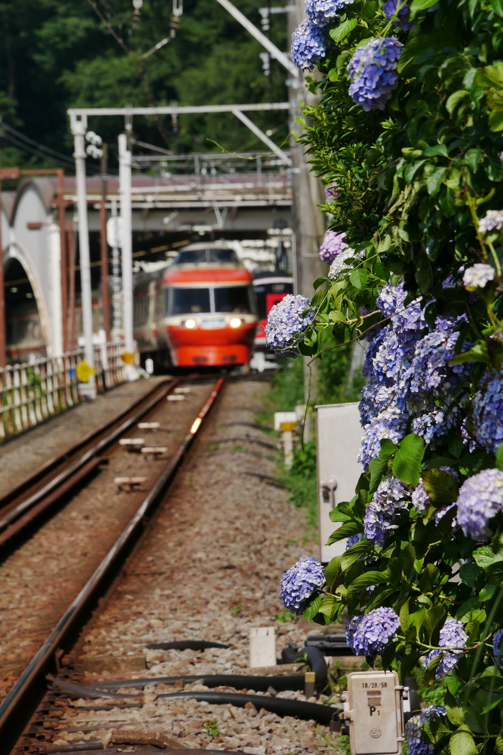 アジサイとLSE