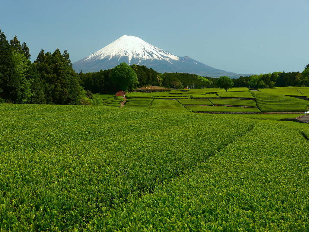 茶畑と富士山