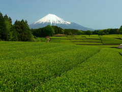 茶畑と富士山