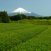 茶畑と富士山