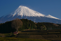 笹葉から富士山