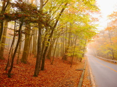 紅葉の道