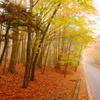 紅葉の道
