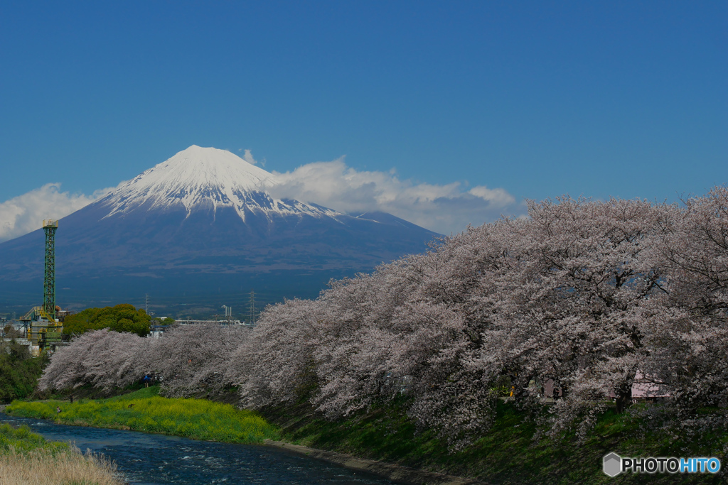 龍厳淵の桜