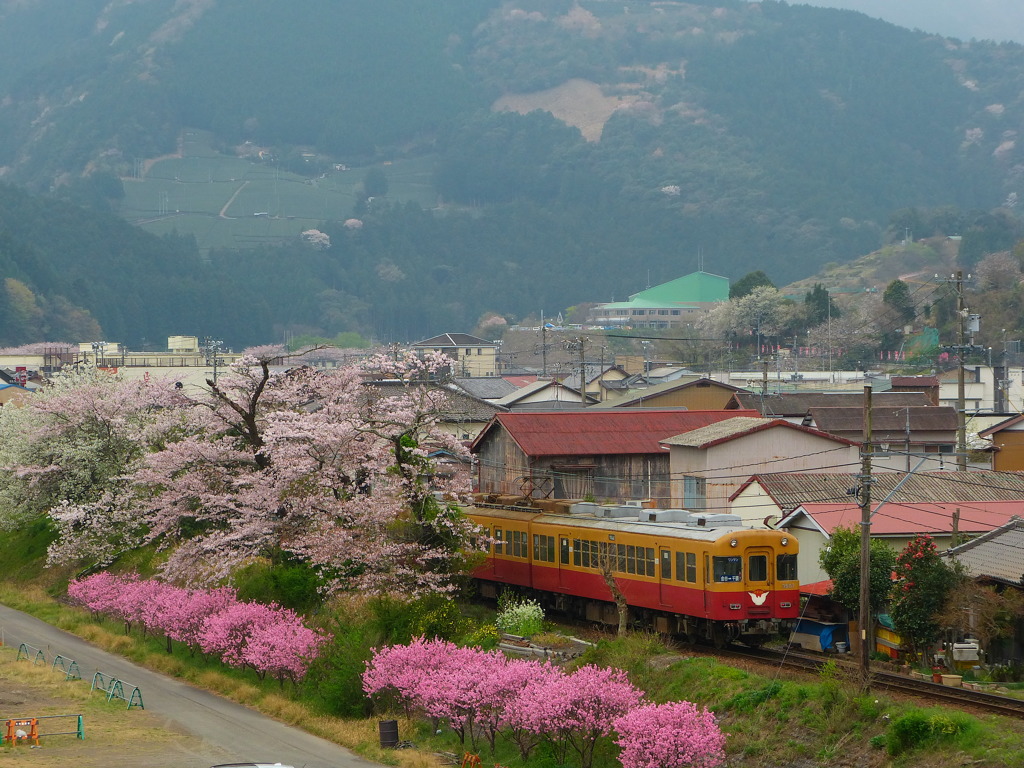 大井川鉄道　京阪電車と桜