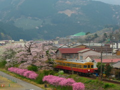大井川鉄道　京阪電車と桜