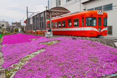 岳南電車の春