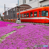 岳南電車の春