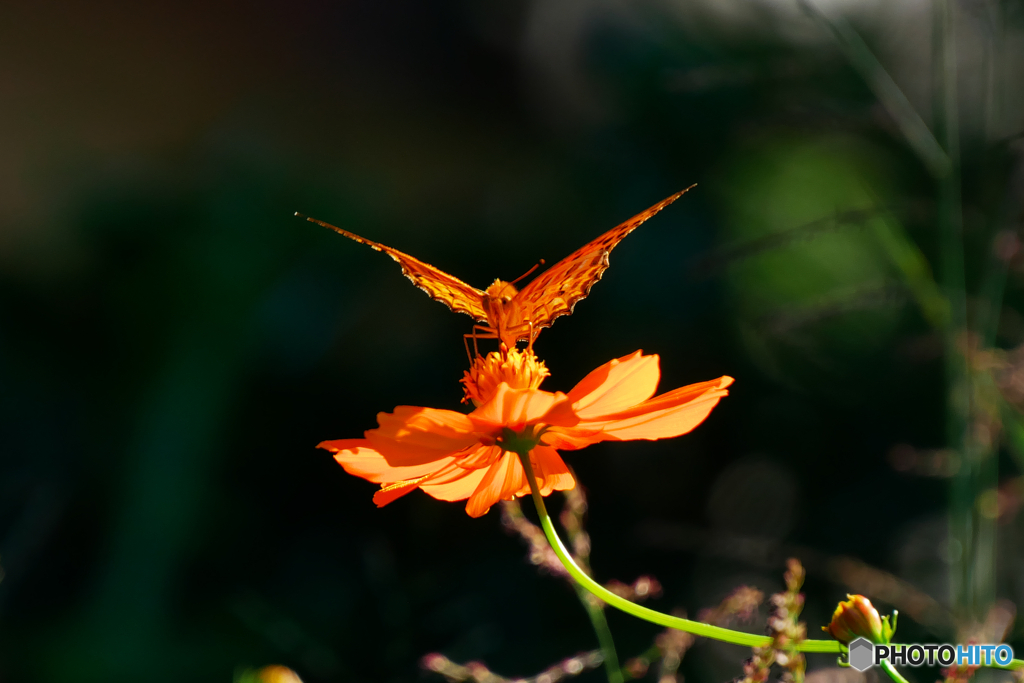 キバナコスモス