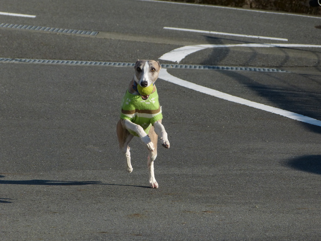 ウィペット