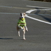 ウィペット