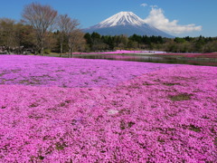 富士芝桜まつり