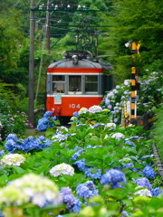 箱根登山鉄道　　アジサイ