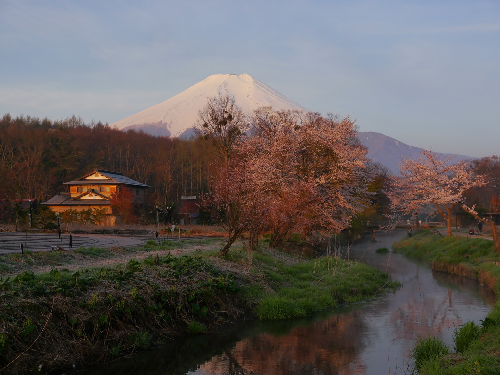 2014　忍野の桜